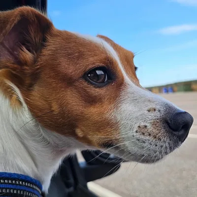 @jack_russell_grisha profile image
