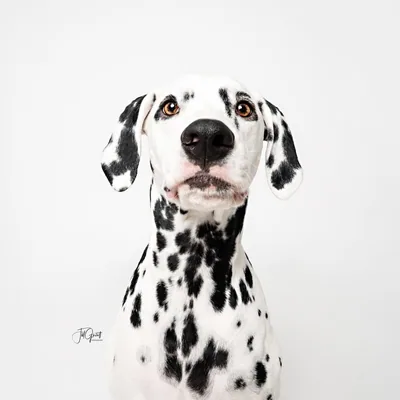 @jackson_the_dalmatian profile image