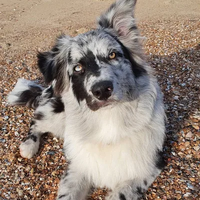 @jake_the_aussie01 profile image