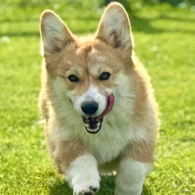 @jaykaycorgi profile image