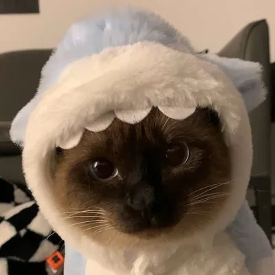 @jemua_siamesecat profile image