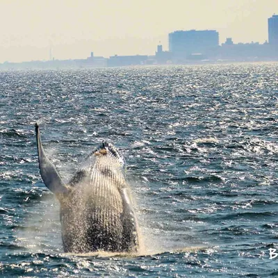 @jerseyshorewhalewatch profile image