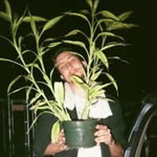 @jessethetree profile image