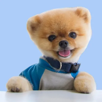 @jiffpom profile image