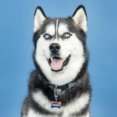 @jonathanthehusky profile image