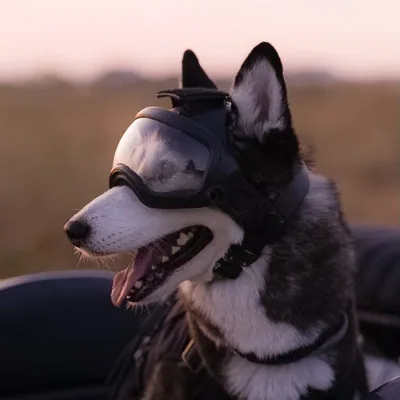 @justalittlehusky profile image