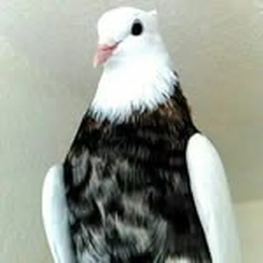 @kabootar.pigeon profile image