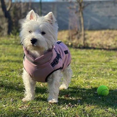 @kala_the_westie profile image