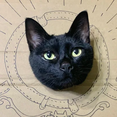 @kanbecat profile image