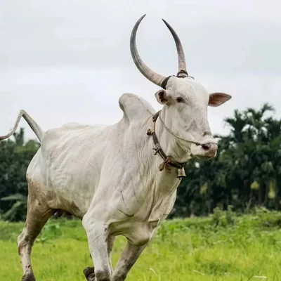 @karnataka_top_bulls_27_ profile image