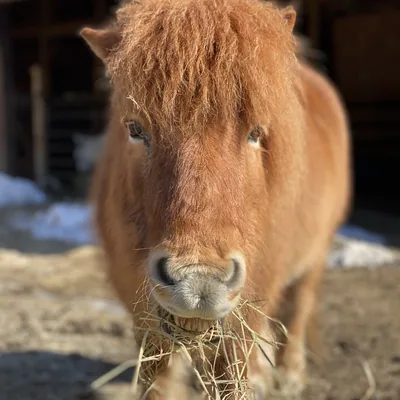 @katherinedunnapiferafarm profile image