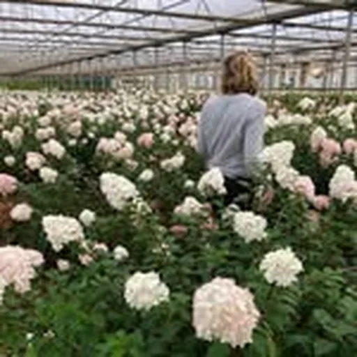 @katiemarxflowers profile image