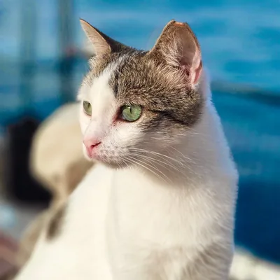 @katzitaenin_ocean profile image