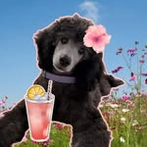 @kazia_thepoodle profile image