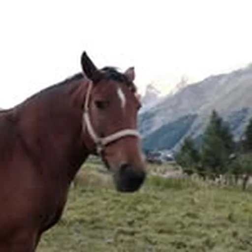 @keesh.crew profile image