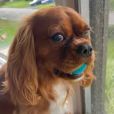 @kevin_the_cavi profile image