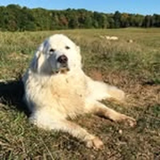 @kinderhookfarm profile image