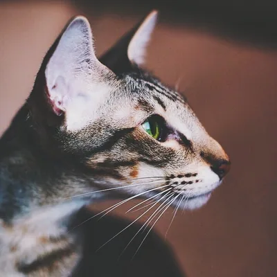@kingsofmeow profile image