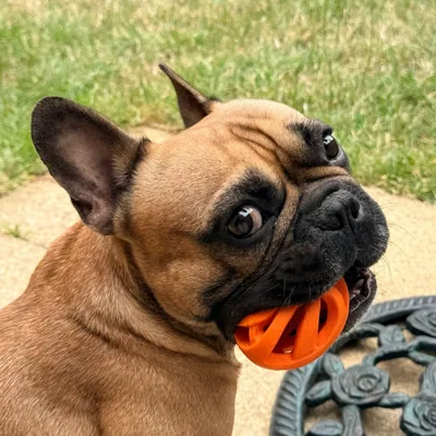 @kobe_frenchie.uk profile image