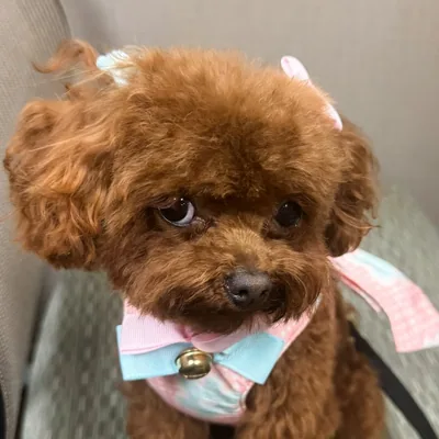 @kokokushner profile image