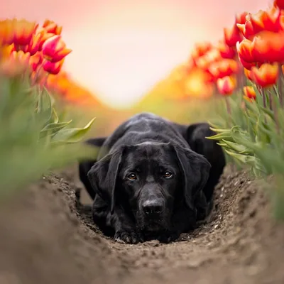 @labradoronduty profile image