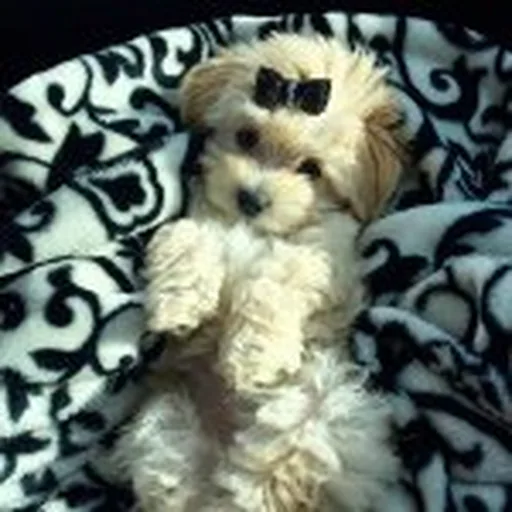 @ladybellethepup profile image