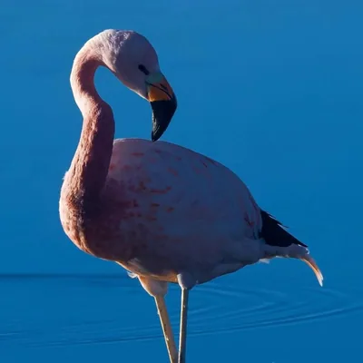@lagunachaxa profile image