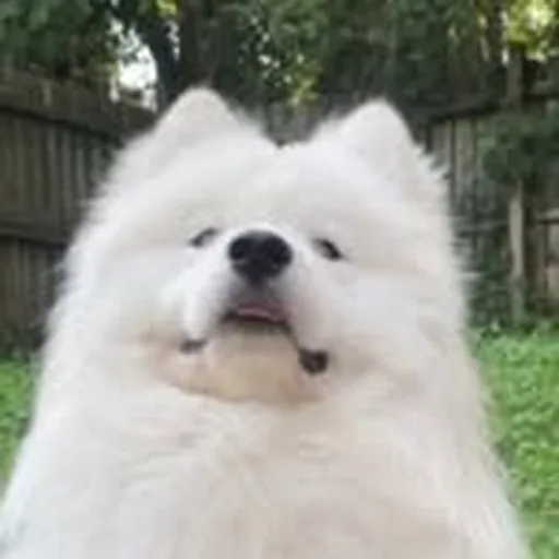 @landcloudtofu profile image