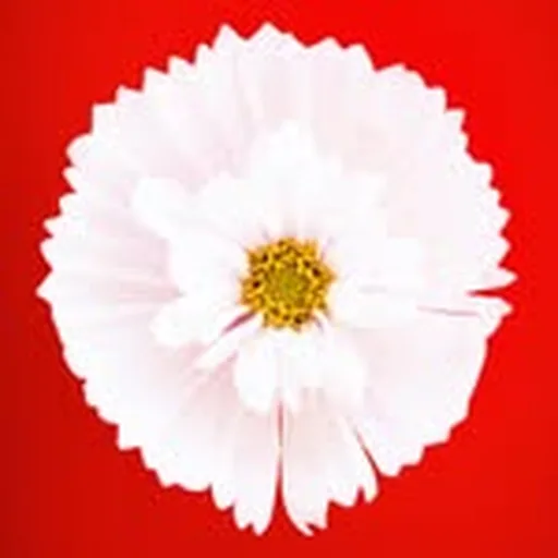@lauradoardo profile image