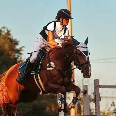 @lauramarie.equestrian profile image