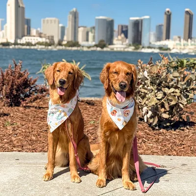 @layla_the_goldengirl profile image