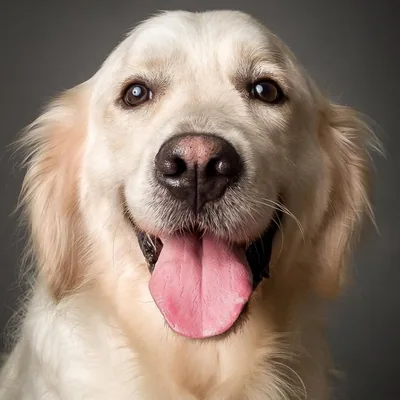 @leo.golden_dog profile image