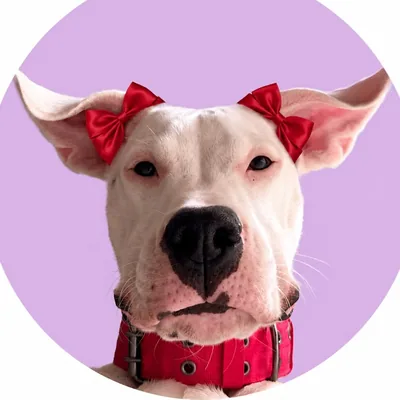 @leona.dogoargentino profile image