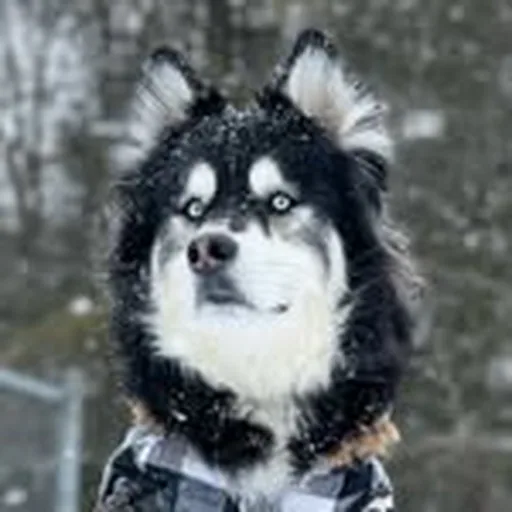 @levithehuskyrescue profile image