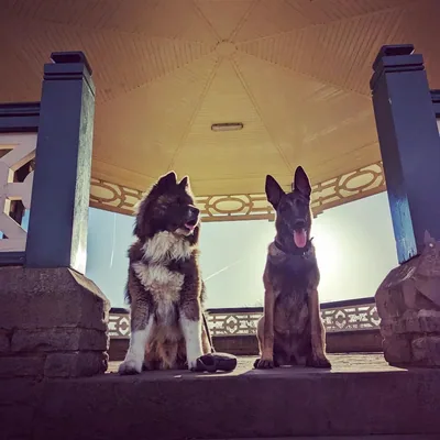 @life_of_skye_mali profile image
