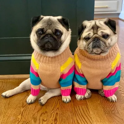 @life_of_tina_and_marti profile image