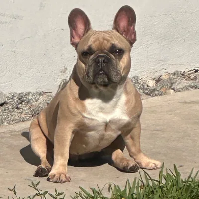 @lilac_fawn_frenchie profile image