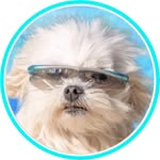 @lilliput.the.maltese profile image