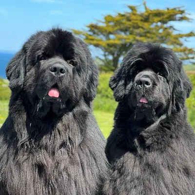 @lily_and_winston_the_newfies profile image