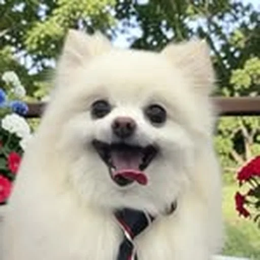 @lilypupchu profile image