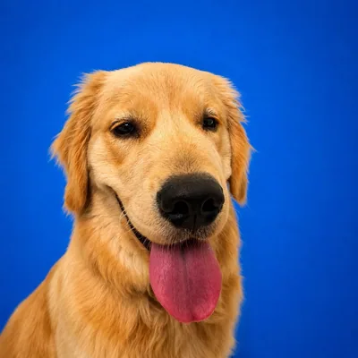 @lincoln.the.golden profile image