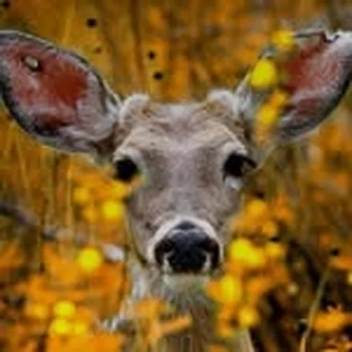 @link_le_neil profile image