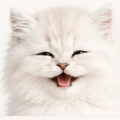 @littlewhiskerscoco profile image