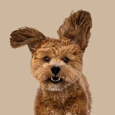 @logrendeviggo profile image