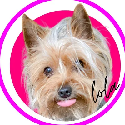 @lola.chic.yorkie profile image