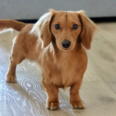 @longlittlemilo profile image