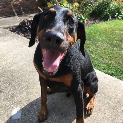 @love_a_dog_today profile image