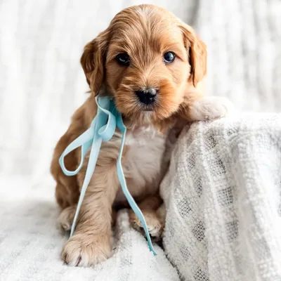 @lucky.c.doodle profile image