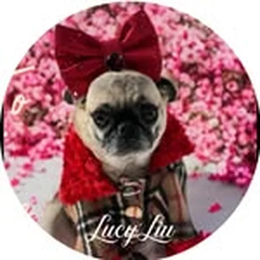 @lucyliupug profile image