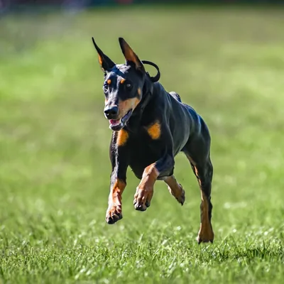 @luna.da.doberman profile image